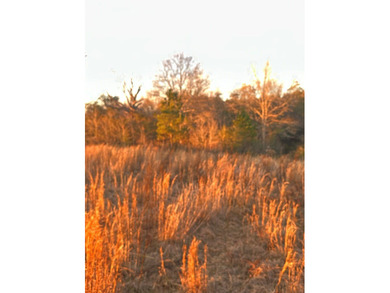 Mostly cleared beautiful UNRESTRICTED land that is high and dry - photo 5