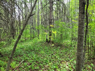 Looking for hunting land? Land to play on? Land to build on? - photo 5