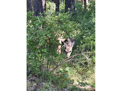 A CREEK RUNS THROUGH IT and you'll have a close-up view of the - photo 7