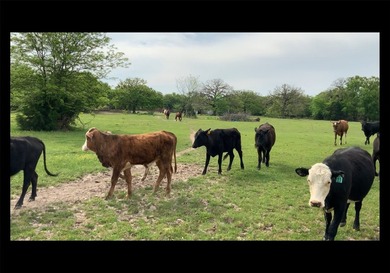 Highlights: - over 35 acres of gently rolling pastureland - photo 4