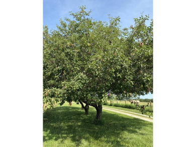 Price Drop on Two Homes/80ac with a large pond, Barns & More! If