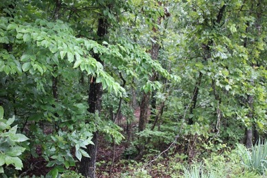 20.55 acres lying along a well- maintained county road with few - photo 15