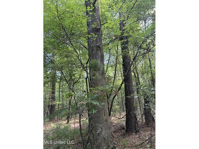 Check out this fantastic property in Carroll County, MS! Located - photo 6