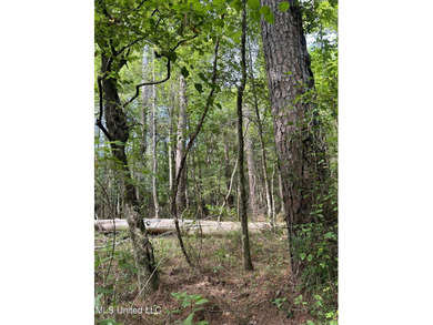 Check out this fantastic property in Carroll County, MS! Located - photo 7