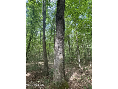 Check out this fantastic property in Carroll County, MS! Located - photo 8
