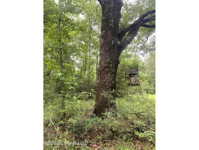 **Secluded Hardwood Haven in Amite County, Mississippi!** Escape - photo 17