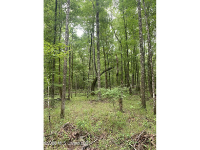 **Secluded Hardwood Haven in Amite County, Mississippi!** Escape - photo 19