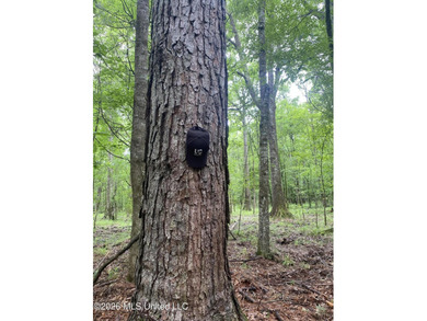 **Secluded Hardwood Haven in Amite County, Mississippi!** Escape - photo 22