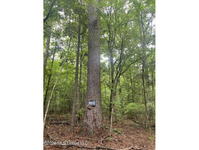 **Secluded Hardwood Haven in Amite County, Mississippi!** Escape - photo 26
