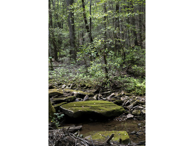 Prime 4.1 acres(2 lots combined) see plat. Both lots each - photo 24