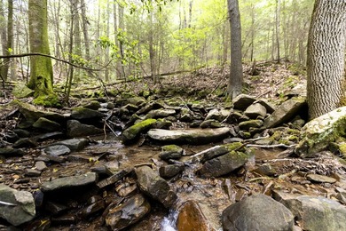 Prime 4.1 acres(2 lots combined) see plat. Both lots each - photo 34