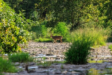 Discover this incredible 25+/- ac. property nestled in the heart - photo 34