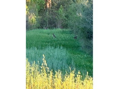 Come take a look at this beautiful 190 - acre tract of land in - photo 3