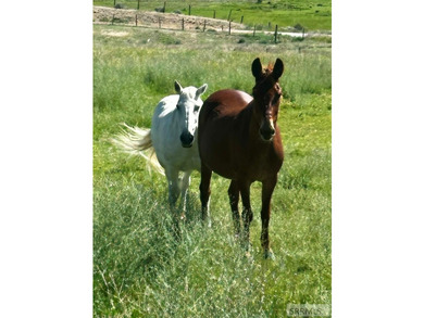 Homestead 6 offers 14.48 acres of prime Idaho acreage just 5 - photo 3