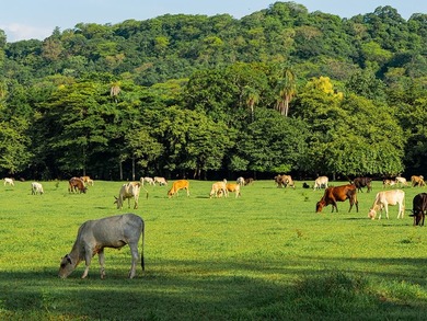 COSTA RICA: 1300+ acres of pristine Jungle/Forest/Valleys in the - photo 8