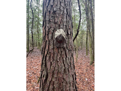 LOCATED IN WAYNE COUNTY, MISSISSIPPI, ROUGHLY NINE MILES - photo 13