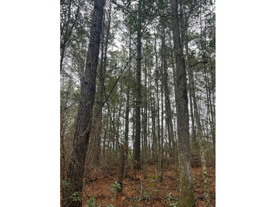 LOCATED IN WAYNE COUNTY, MISSISSIPPI, ROUGHLY NINE MILES - photo 14