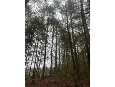 LOCATED IN WAYNE COUNTY, MISSISSIPPI, ROUGHLY NINE MILES - photo 15