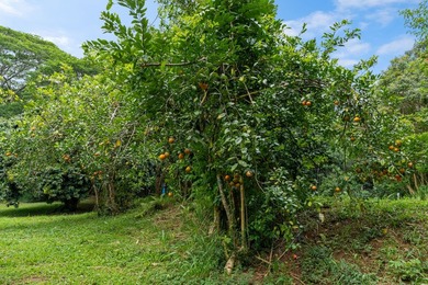 Welcome Home to Hauiki Road! This beautiful 37 acre property in - photo 26