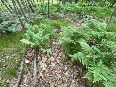 Discover the potential of this 5 + acre property on Pomroy Lake - photo 9