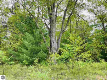 Clam River Lot For Sale in Lake City Michigan