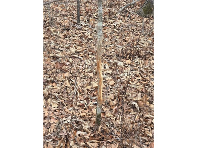 Nearly 80 acres of Lake of the Ozarks land in Gravois Mills, MO - photo 32