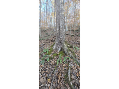 Clinch River - Hancock County Acreage For Sale in Eidson Tennessee