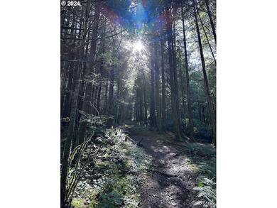 Owner is willing to seller-carry. 18 Acres of Prime Forest Land - photo 12