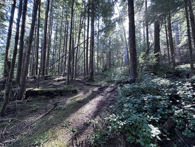 Owner is willing to seller-carry. 18 Acres of Prime Forest Land - photo 14