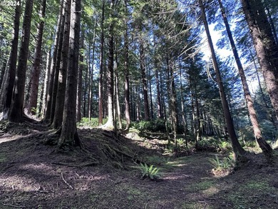Owner is willing to seller-carry. 18 Acres of Prime Forest Land - photo 19