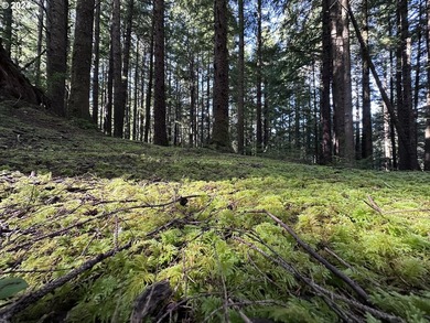 Owner is willing to seller-carry. 18 Acres of Prime Forest Land - photo 20