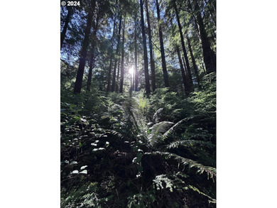 Owner is willing to seller-carry. 18 Acres of Prime Forest Land - photo 21