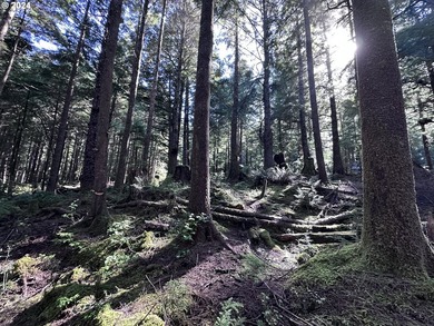 Owner is willing to seller-carry. 18 Acres of Prime Forest Land - photo 22