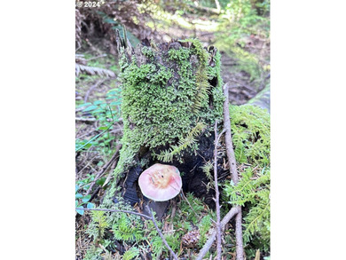 Owner is willing to seller-carry. 18 Acres of Prime Forest Land - photo 23