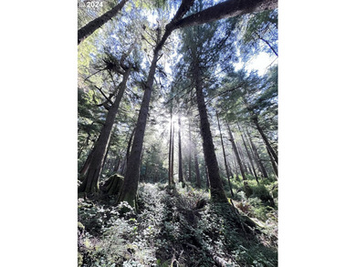 Owner is willing to seller-carry. 18 Acres of Prime Forest Land - photo 24
