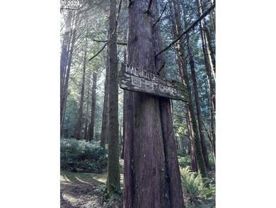 Owner is willing to seller-carry. 18 Acres of Prime Forest Land - photo 25