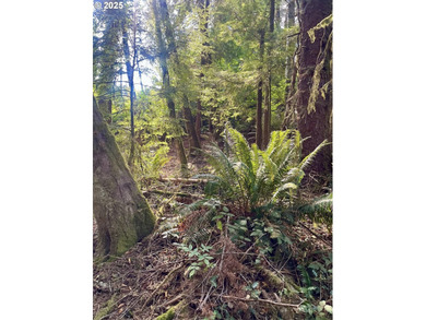 Discover the potential of this beautiful two-acre property - photo 11