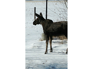 Welcome to The Elk Meadows Ranch located in Townsend, MT. Set on - photo 42