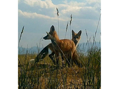Welcome to The Elk Meadows Ranch located in Townsend, MT. Set on - photo 45