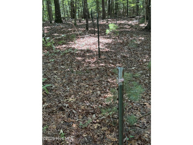 Nice unrestricted wooded acreage with a road already built and - photo 5