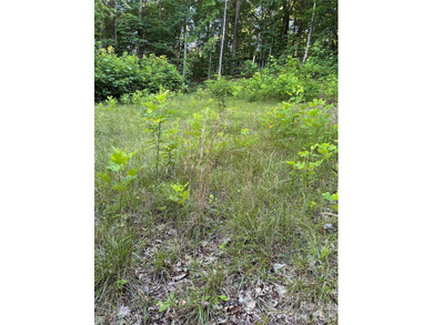 What a find! Unrestricted lot that has been partially cleared - photo 7