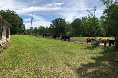 24 ACRES OF GENTLE ROLLING HILLS ON CLEARED LAND. THE HOUSE IS - photo 8