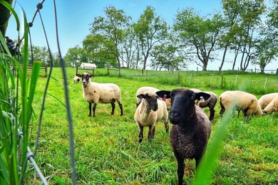 Private 92-Acre Organic Farm & Homestead | Gambier, Ohio | Knox - photo 21