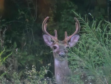 (private lake, pond, creek) Acreage Sale Pending in Westville Florida