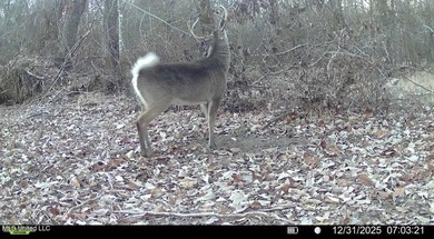 +/- 625 acre hardwood timber river bottom hunting tract in - photo 41