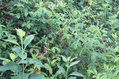 Midwest Land Group is pleased to present Tract 2 of 24 - photo 33