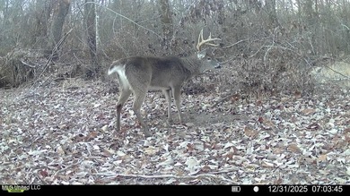 +/- 438 acre hardwood timber river bottom hunting tract in - photo 34