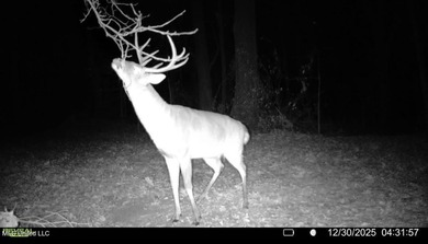 +/- 438 acre hardwood timber river bottom hunting tract in - photo 36
