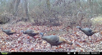 +/- 438 acre hardwood timber river bottom hunting tract in - photo 39