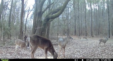 +/- 438 acre hardwood timber river bottom hunting tract in - photo 40